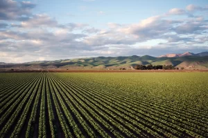Rows of green crops stretch across a flat farmland under a partly cloudy sky, with rolling hills and mountains in the background—an ideal setting for growth powered by agriculture machinery financing. Soft, late afternoon light bathes the tranquil scene.