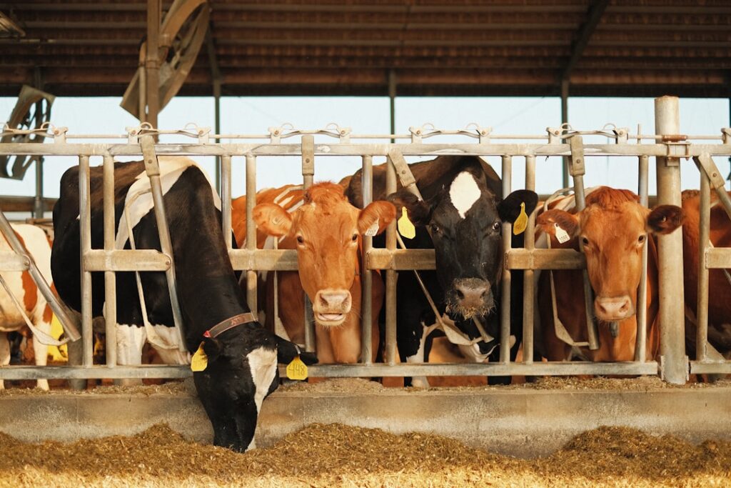 Four cows stand in a row at a feeding trough inside a barn. Three are facing forward while one is eating, with their heads through metal railings. Yellow ear tags are visible on each cow.