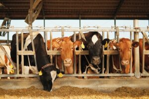 Four cows stand in a row at a feeding trough inside a barn. Three are facing forward while one is eating, with their heads through metal railings. Yellow ear tags are visible on each cow.