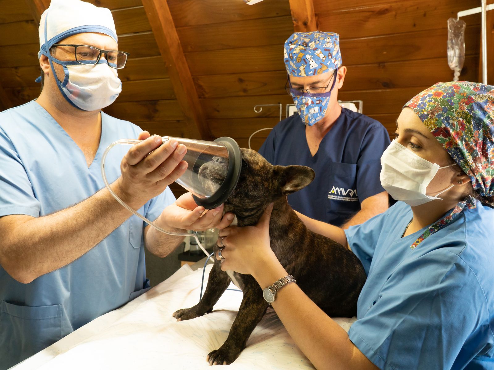 Veterinary team preparing a dog for anesthesia in a clinic